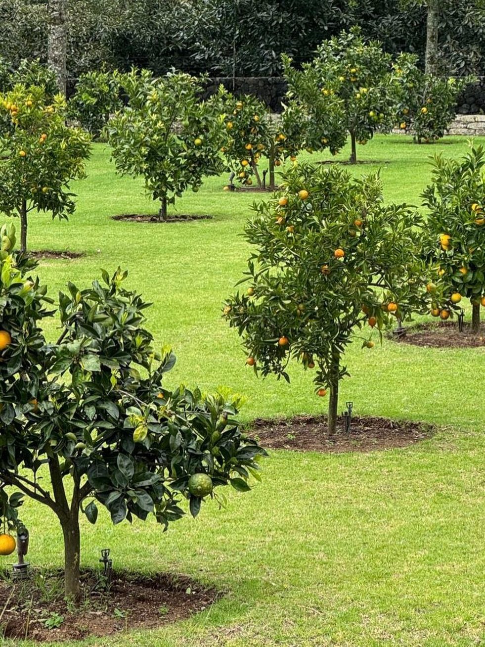 Small citrus trees with orange fruit growing in a green grassy backyard garden.