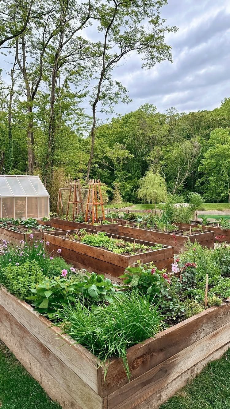 Wooden raised garden beds filled with lush green plants and herbs in a backyard setting.