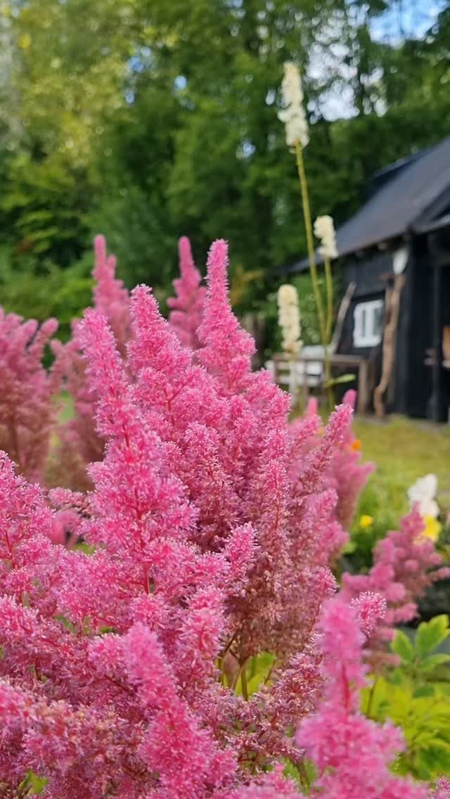 12 DIY Small Garden Ideas for Patios, Balconies and Backyards 6 Pink astilbe flowers with feathery plumes blooming in a lush green garden setting.