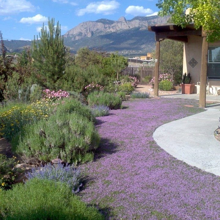 12 DIY Small Garden Ideas for Patios, Balconies and Backyards 3 Purple creeping thyme forms a dense ground cover along a garden path near green shrubs and mountains.
