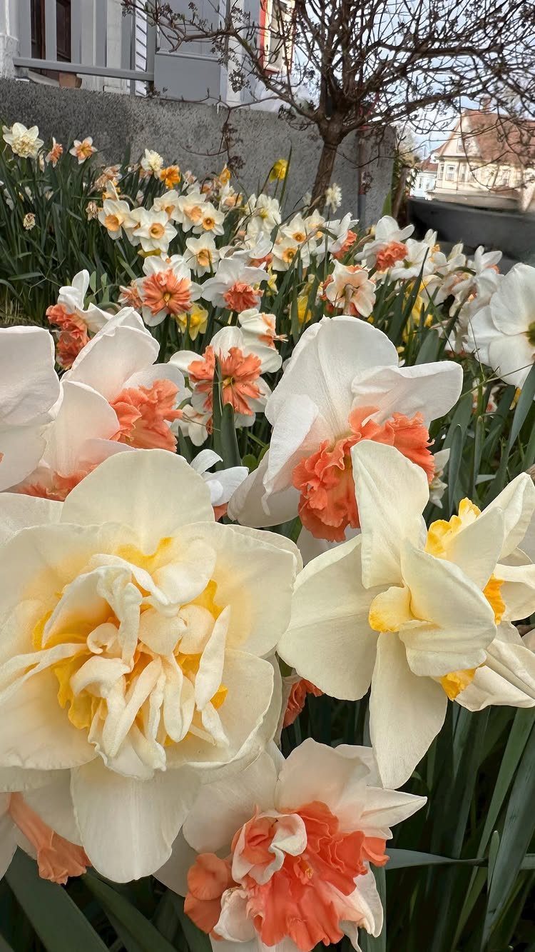 12 DIY Small Garden Ideas for Patios, Balconies and Backyards 7 White and peach double daffodils blooming closely in a lush green garden bed.