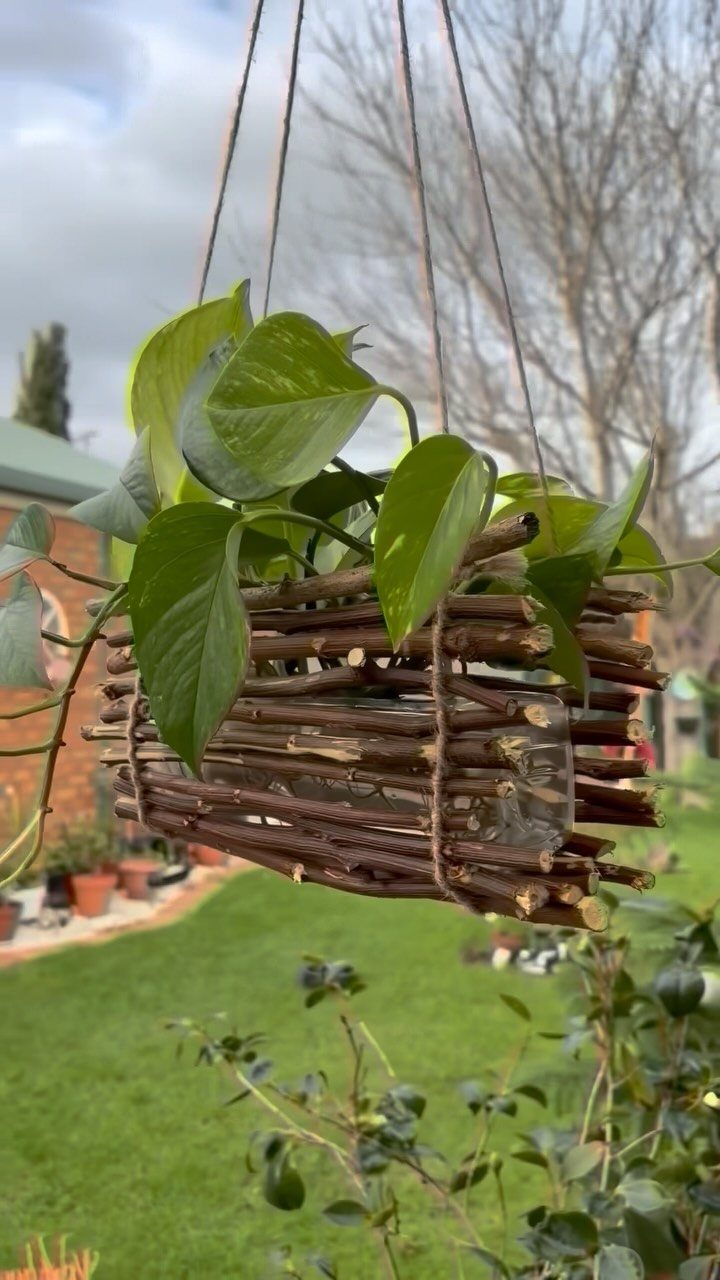 12 DIY Small Garden Ideas for Patios, Balconies and Backyards 10 A green pothos plant growing in a handmade wooden stick hanging planter outdoors.