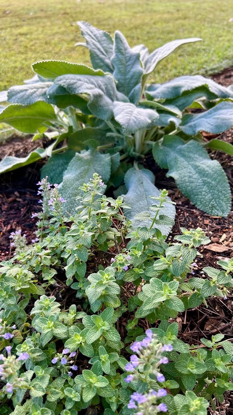 12 DIY Small Garden Ideas for Patios, Balconies and Backyards 5 Lamb's Ear plant with large silvery-green fuzzy leaves growing in a garden bed with mulch.