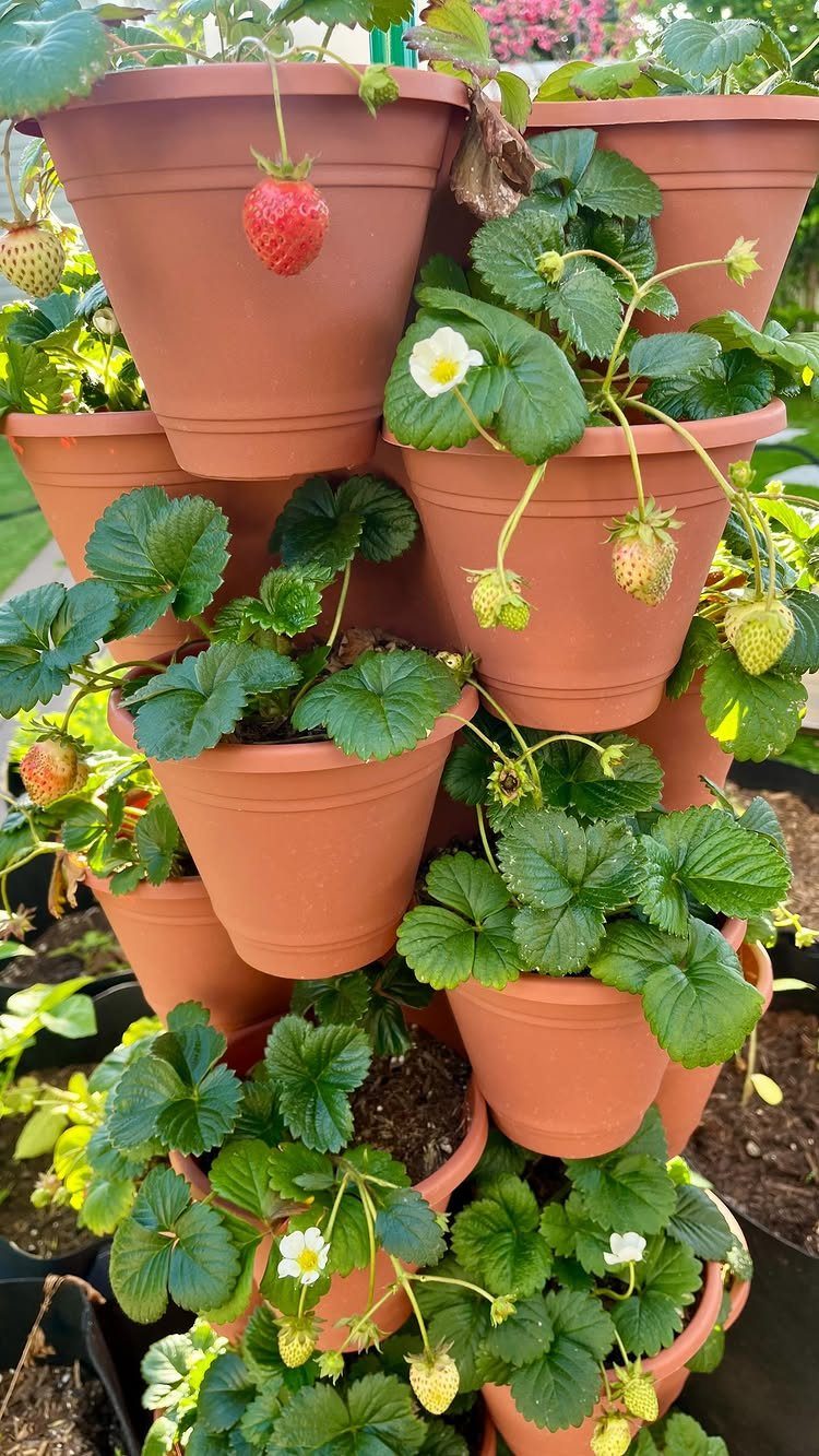 12 DIY Small Garden Ideas for Patios, Balconies and Backyards 4 Strawberry plants with green leaves, white flowers, and red fruit growing in stacked terracotta pots.