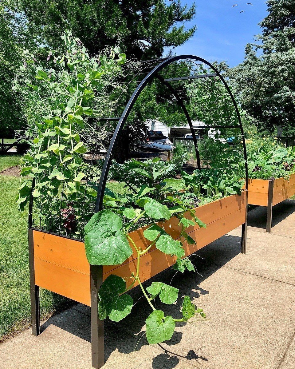 Easy Raised Garden: 9 Ideas for Any Budget and Skill Level 1 An elevated wooden planter box with a metal arch trellis and green climbing plants.