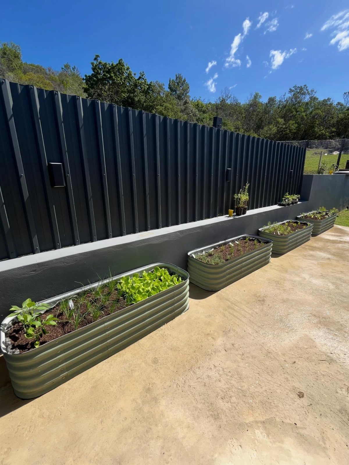 Easy Raised Garden: 9 Ideas for Any Budget and Skill Level 4 Four corrugated galvanized metal planters with green plants sit on a concrete patio next to a dark fence.