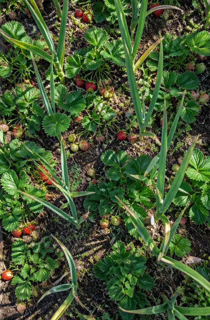 Garlic growing between rows of strawberry plants in a garden.