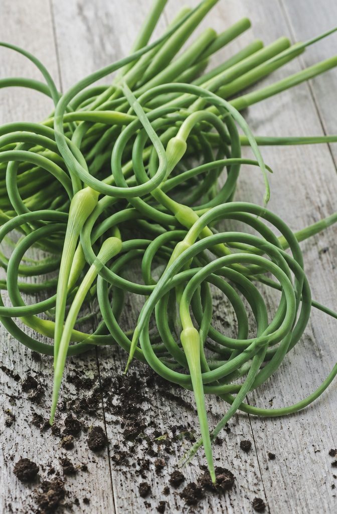 A bunch of freshly cut garlic scapes arranged on a light background.