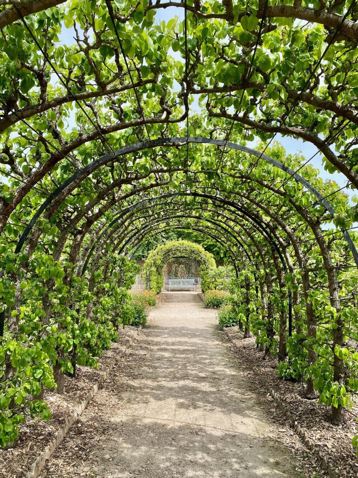22 Backyard Garden Ideas for Patios, Beds, and Privacy 10 Green leafy trees trained over metal arches forming a garden tunnel over a dirt path.