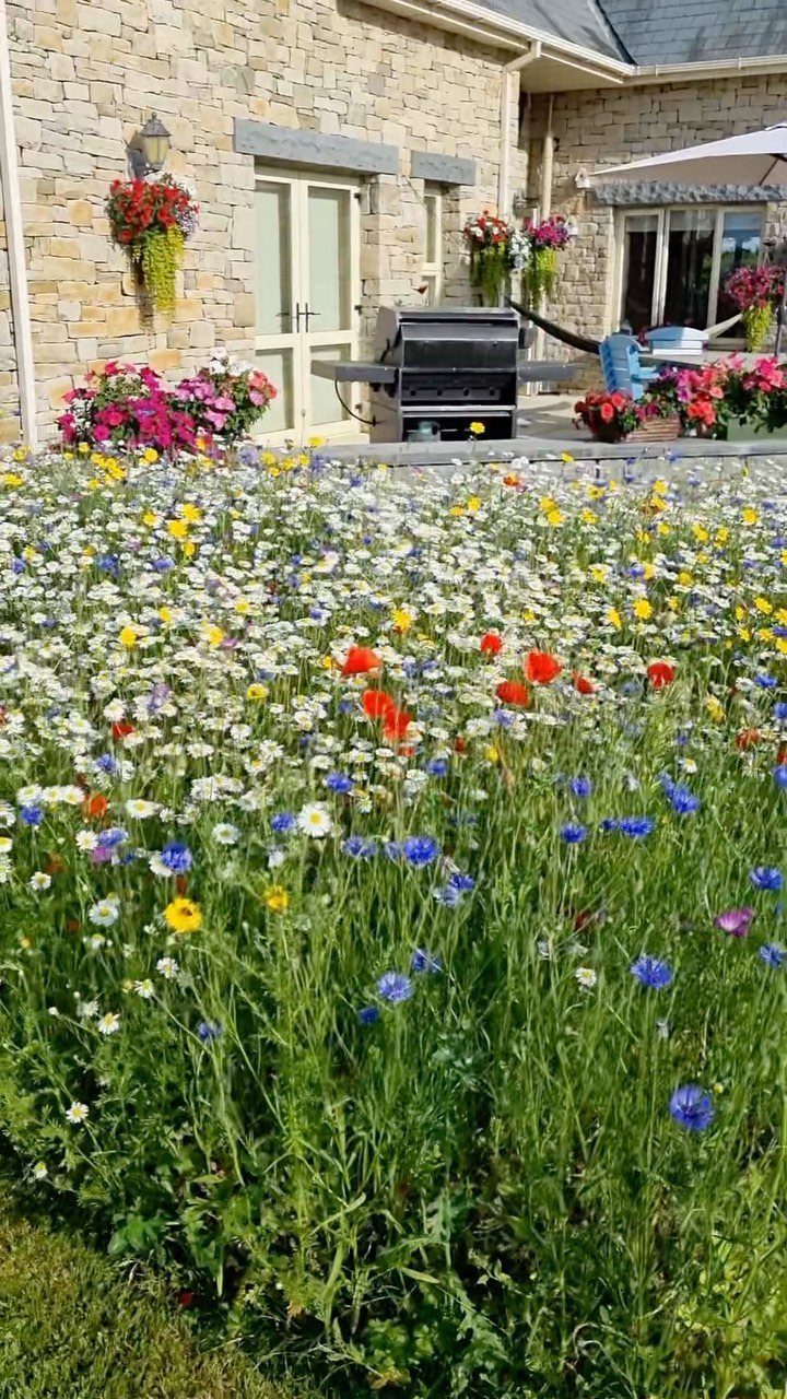 22 Backyard Garden Ideas for Patios, Beds, and Privacy 14 Wildflowers including daisies, cornflowers, and poppies blooming in a lush backyard garden bed.