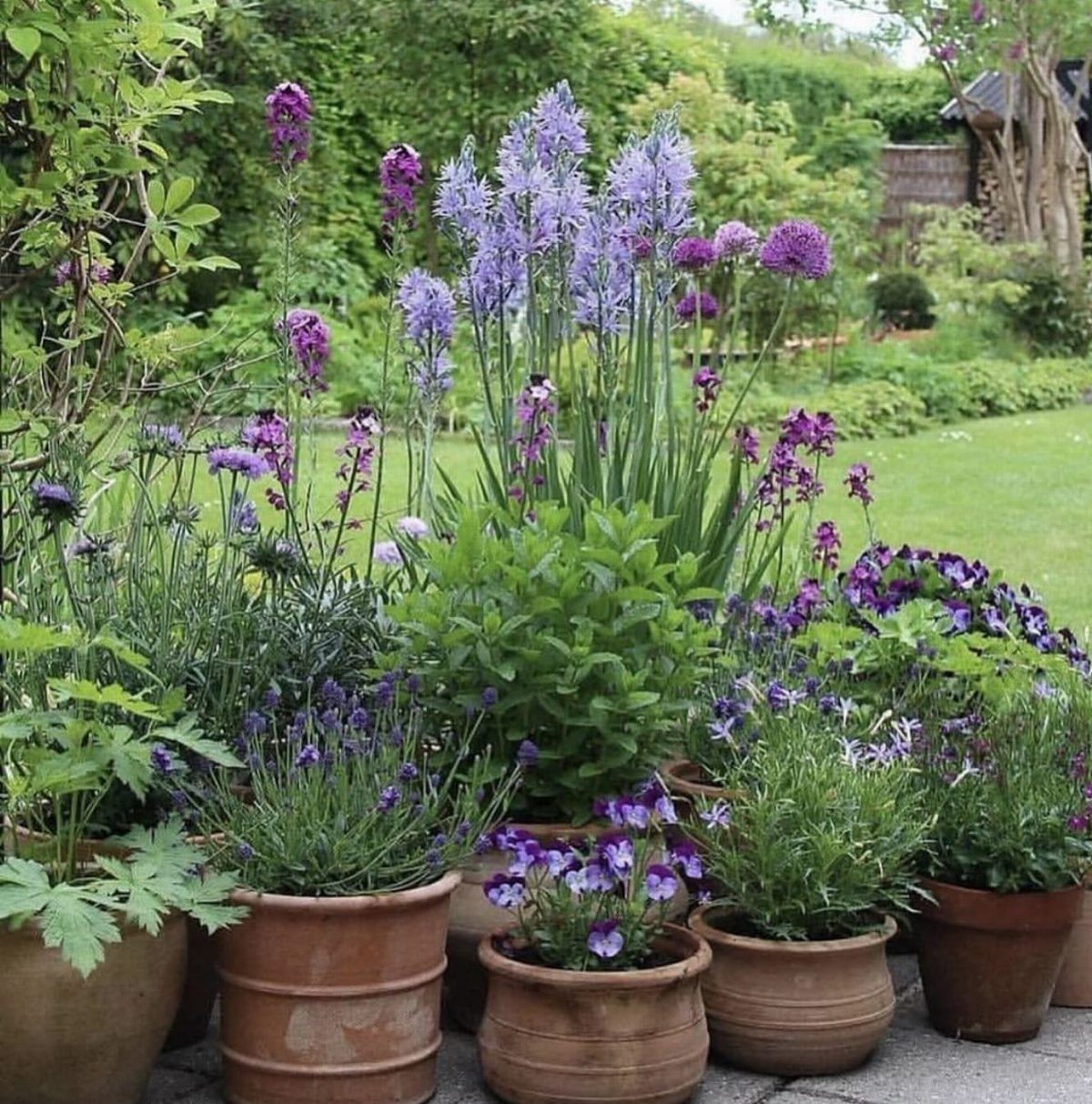 22 Backyard Garden Ideas for Patios, Beds, and Privacy 6 Terracotta ceramic pots filled with various green plants and purple flowers on a patio.