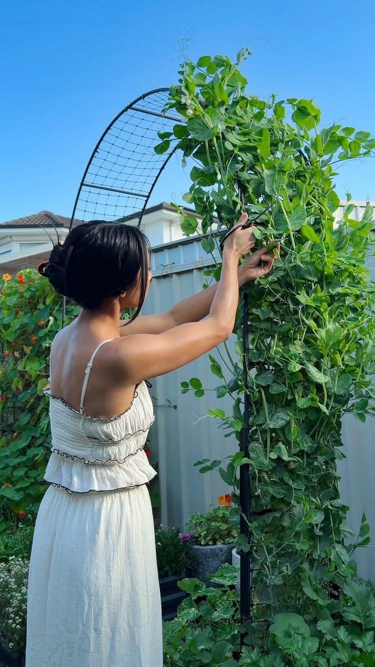 22 Backyard Garden Ideas for Patios, Beds, and Privacy 7 Woman pruning green climbing plants growing on a black metal garden trellis arch.