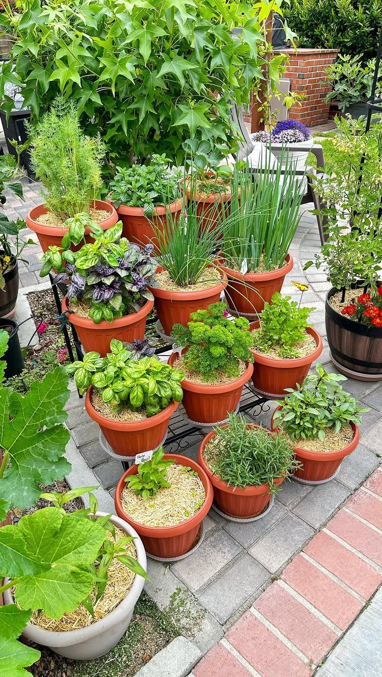 22 Backyard Garden Ideas for Patios, Beds, and Privacy 19 Various potted green herbs arranged on a stone patio surrounded by lush garden plants.