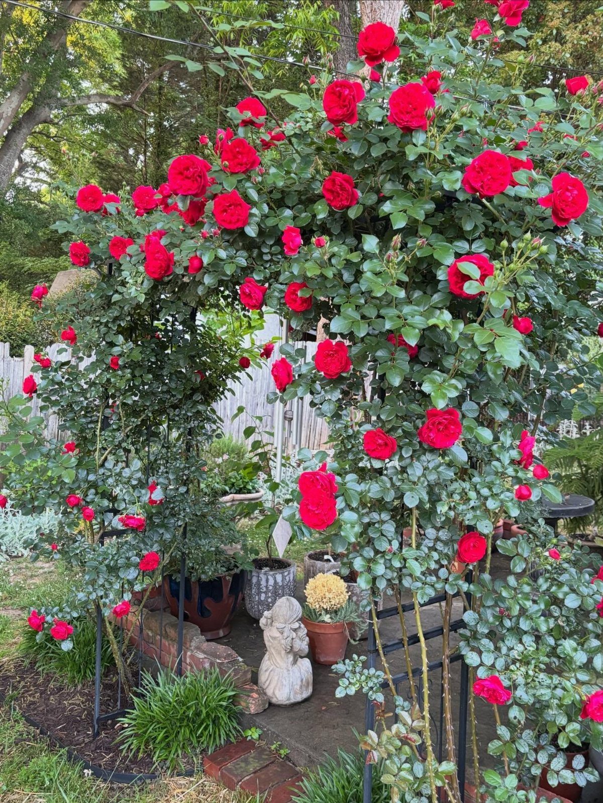 22 Backyard Garden Ideas for Patios, Beds, and Privacy 21 Red roses climbing a black metal garden arbor over a stone path.