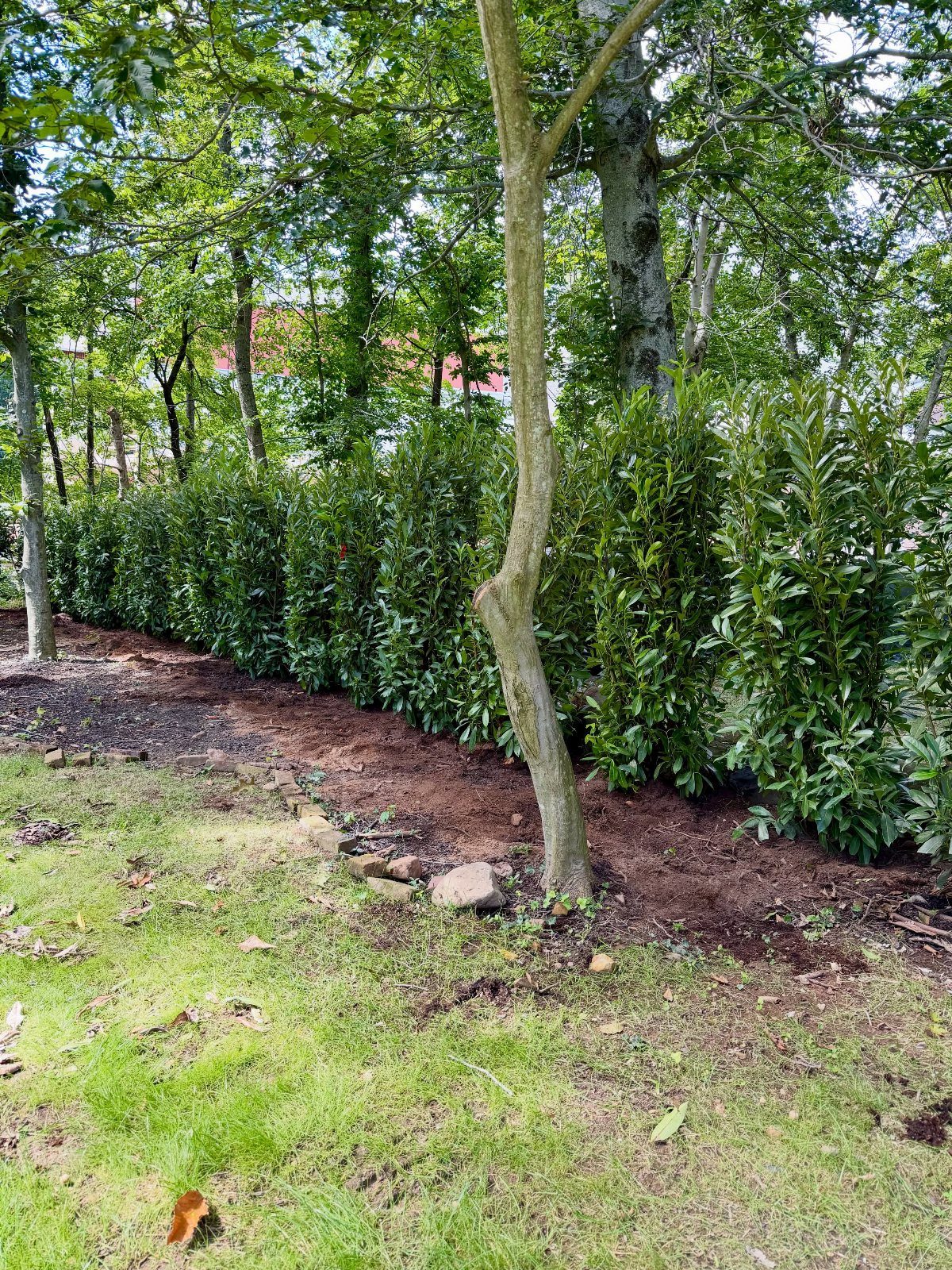 22 Backyard Garden Ideas for Patios, Beds, and Privacy 5 Tall green shrubs planted in a row forming a privacy hedge in a backyard.