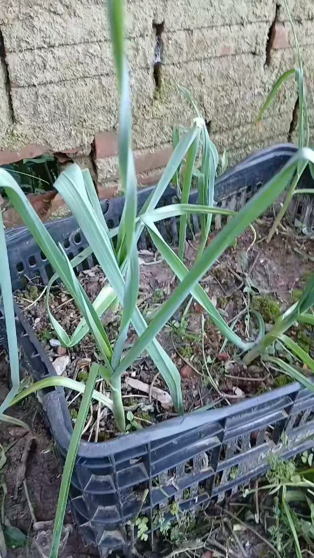 Green garlic plants growing in a black plastic container outdoors near a brick wall.