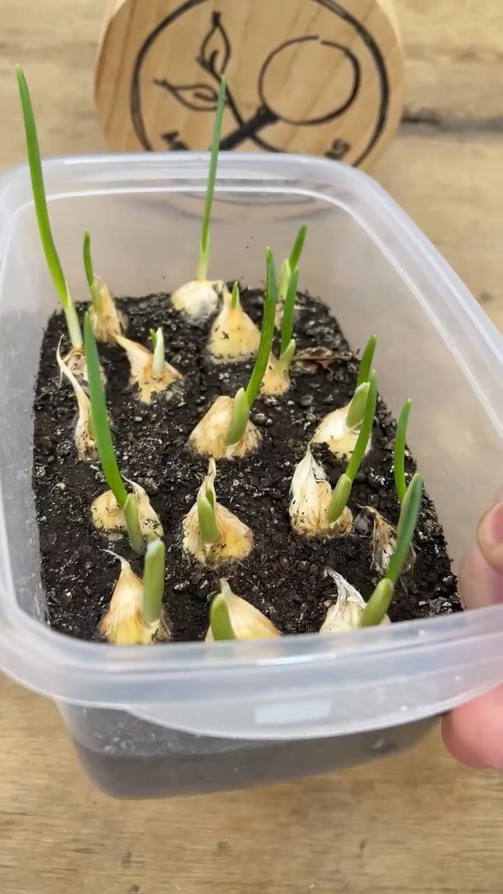 Garlic cloves with green sprouts growing in dark soil inside a clear plastic container.