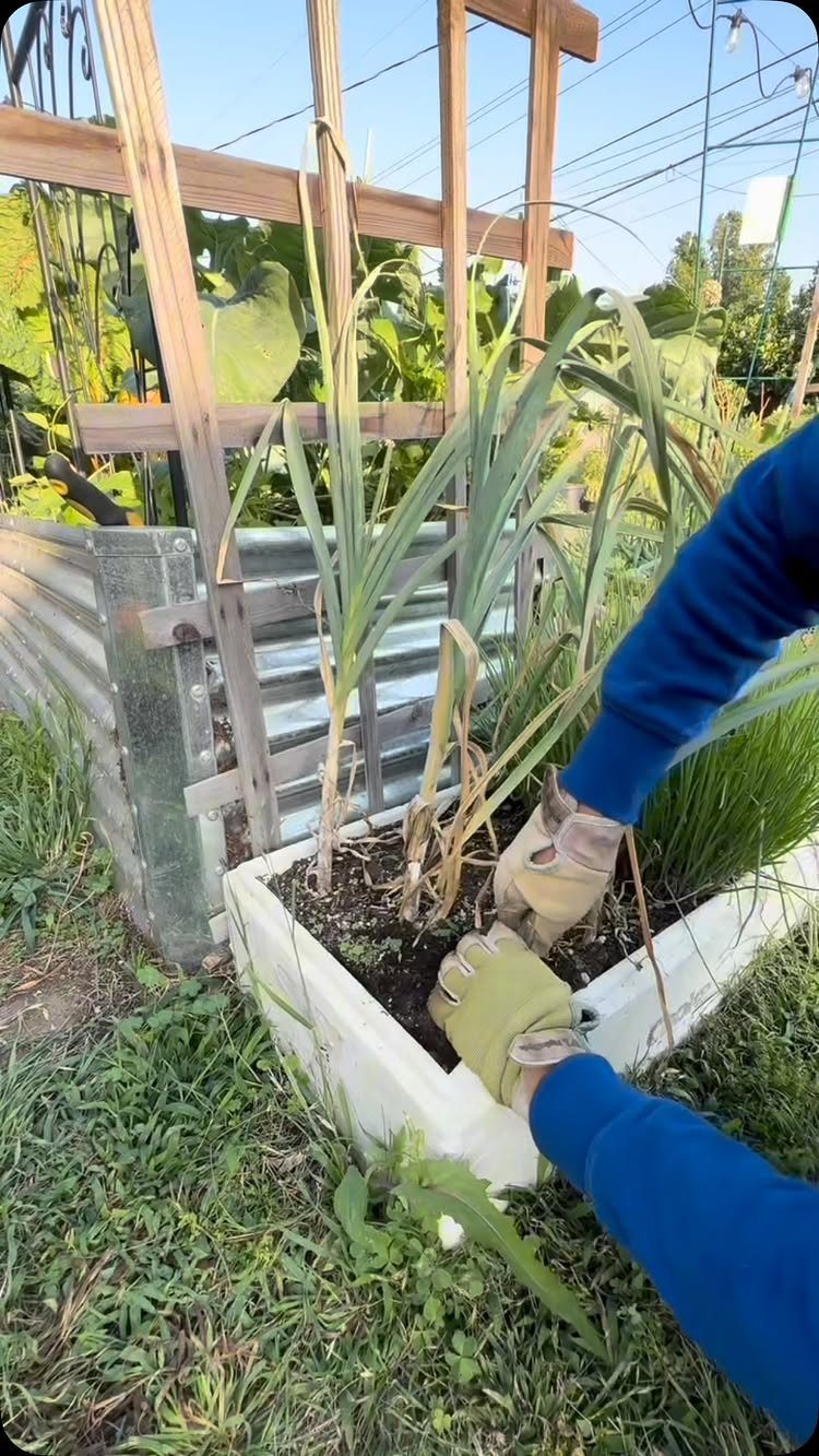 Person in blue sleeves and gloves harvesting garlic plants from a white container in a garden.