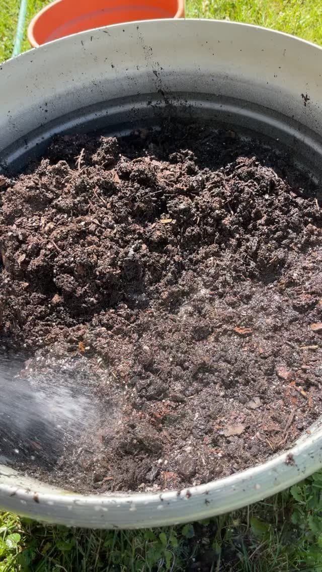 Dark, moist potting soil with compost inside a large metal container being watered.