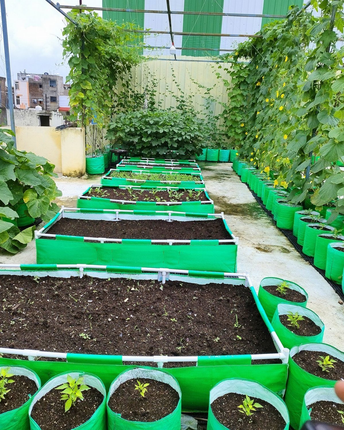 Green fabric garden beds filled with soil and small plants arranged on a concrete patio.