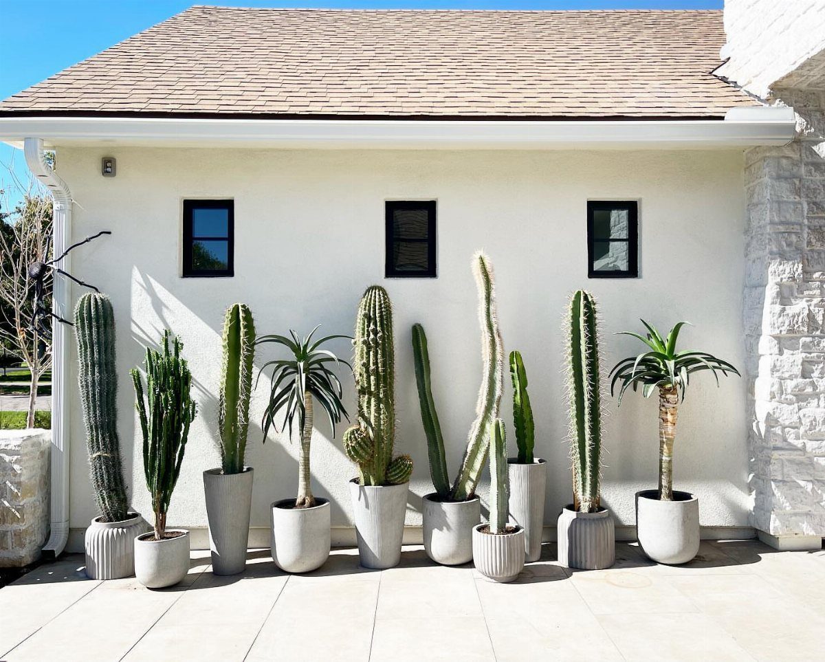 Various tall cacti and succulents in grey planters lined up against a white exterior wall.