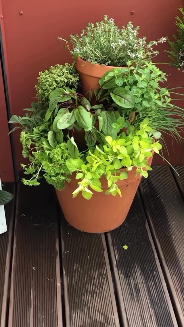 Stacked terracotta pots filled with lush green herbs sitting on a dark wooden deck.