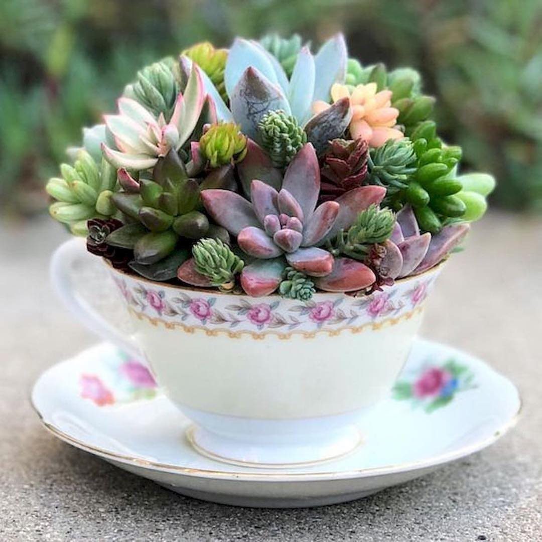 Colorful succulents growing inside a white vintage floral teacup on a matching saucer.