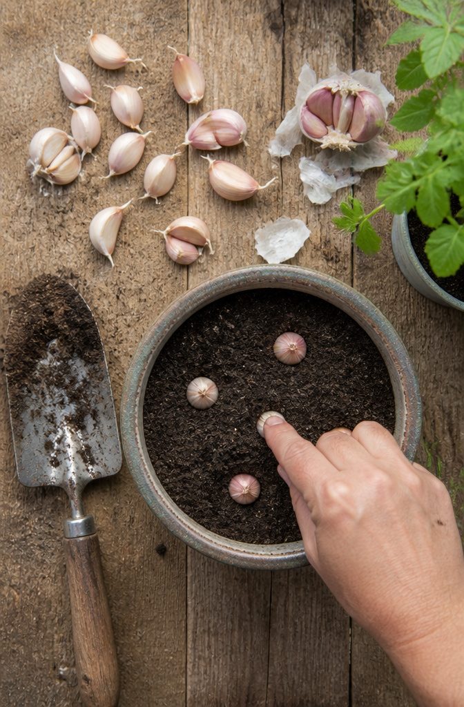 How to Grow Garlic in Pots: 7 Steps for Container Success 4 Individual garlic cloves being prepared for planting in a pot.