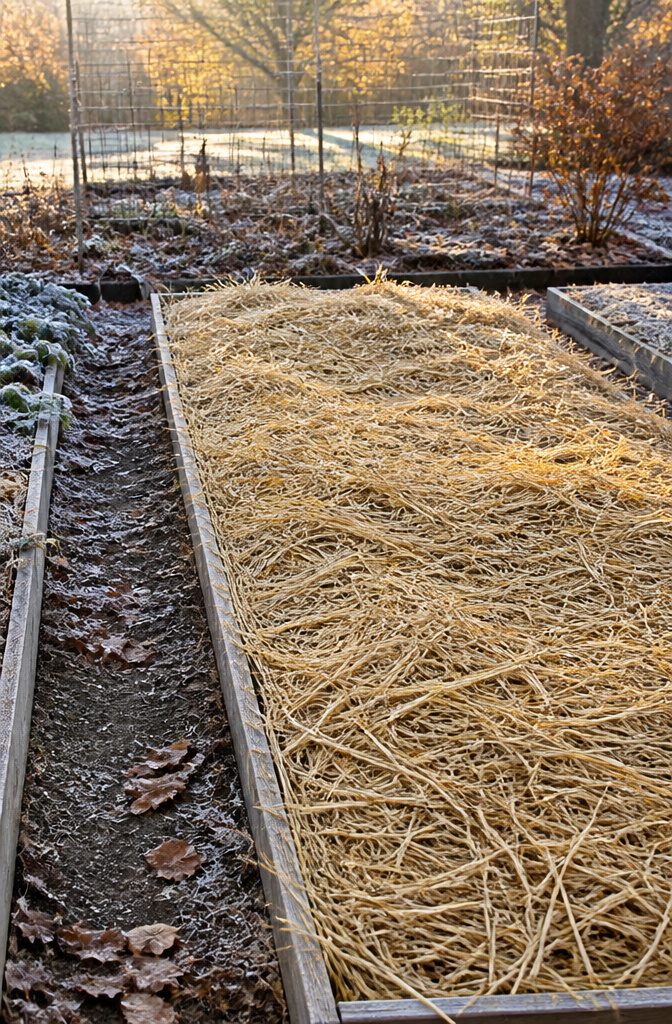 Straw mulch spread across a garlic bed, providing insulation.