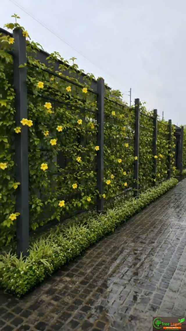 29 Outdoor Gardens Ideas for Patios, Yards, and Every Budget 23 Green climbing vines with yellow flowers growing on a tall dark grey trellis fence.