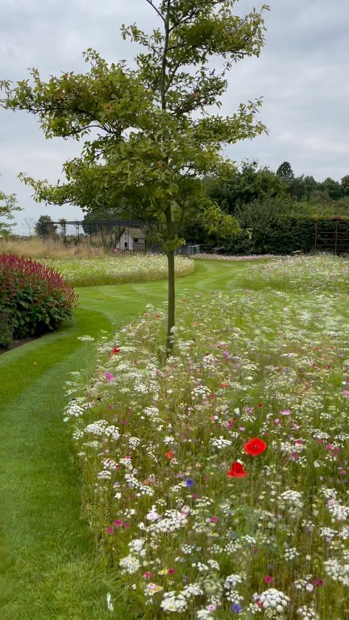 29 Outdoor Gardens Ideas for Patios, Yards, and Every Budget 19 Wildflowers in white, red, and pink growing in a meadow with a single tree.