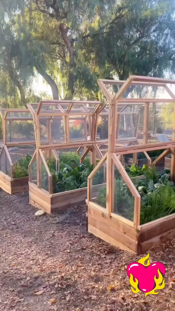 Raised Garden Bed Ideas for Layout: 8 Photos to Plan From 6 Three wooden raised garden beds with glass covers containing green plants under large trees.