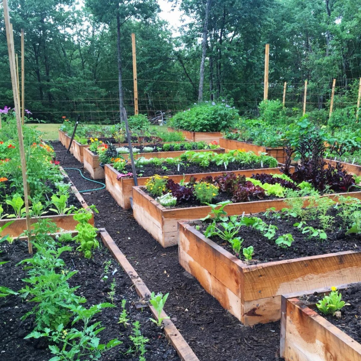 Raised Garden Bed Ideas for Layout: 8 Photos to Plan From 1 Rectangular wooden raised garden beds filled with green plants arranged in a garden layout.