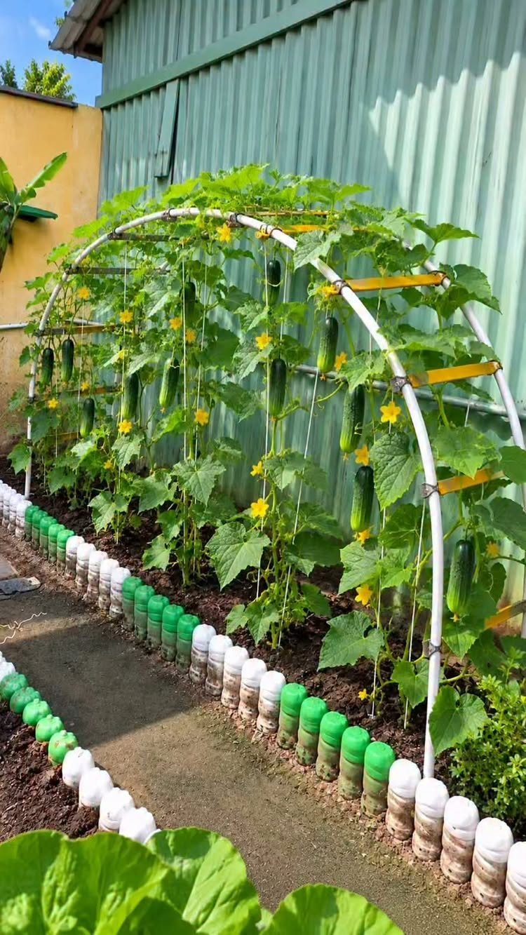 Small Backyard Garden: 11 Vegetable Ideas for Tight Spaces 7 Green cucumber plants with yellow flowers climbing an arched trellis in a small backyard garden.