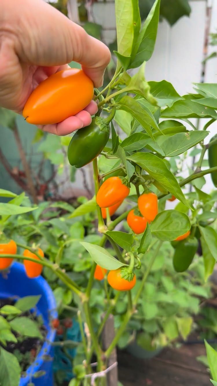 Small Backyard Garden: 11 Vegetable Ideas for Tight Spaces 6 A hand holding a ripe orange sweet pepper growing on a green leafy plant.
