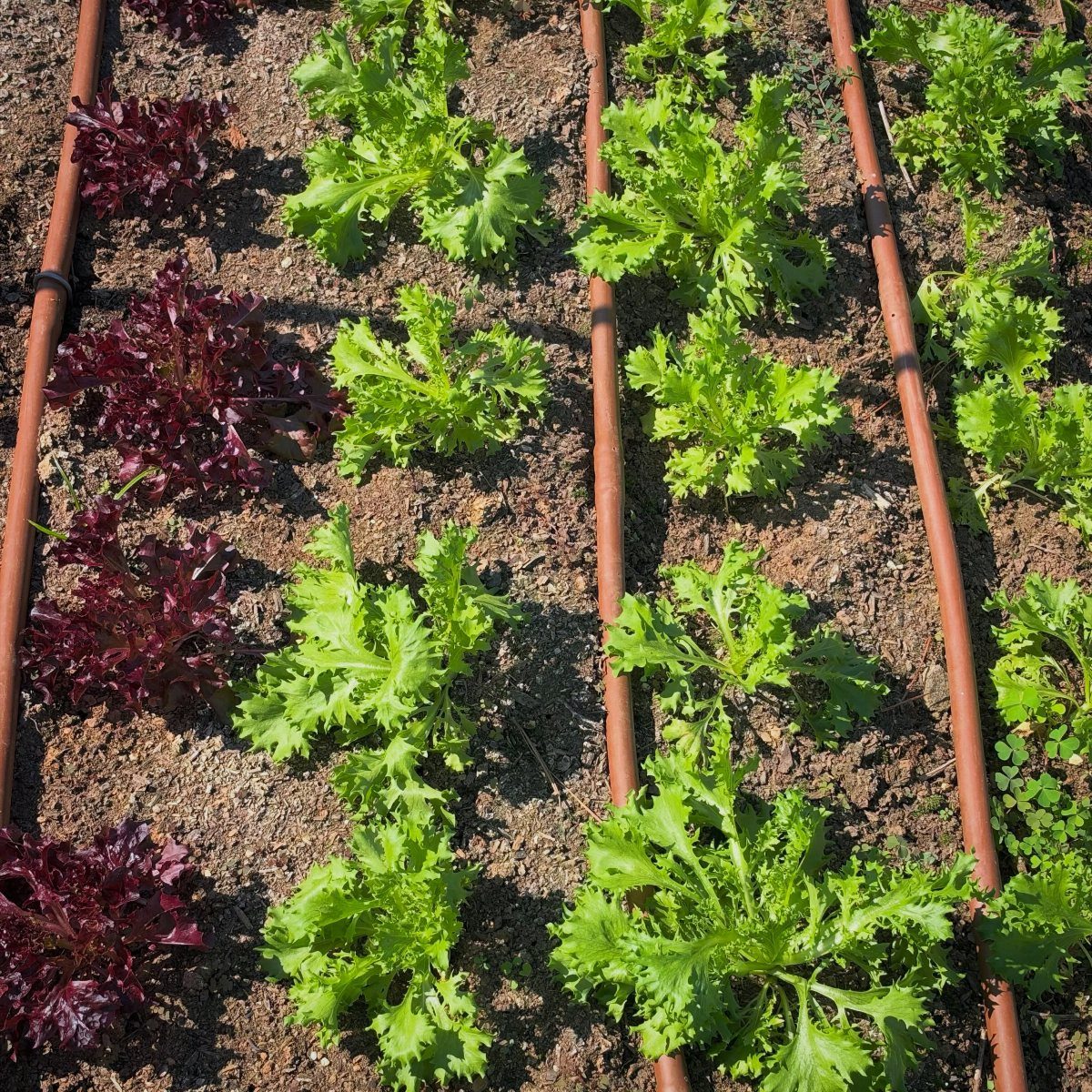 Small Backyard Garden: 11 Vegetable Ideas for Tight Spaces 4 Green and red lettuce plants growing in rows within a garden bed with irrigation tubing.