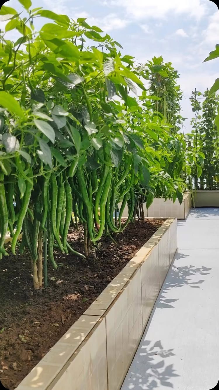 Small Backyard Garden: 11 Vegetable Ideas for Tight Spaces 9 Long green vegetable pods hanging from tall leafy plants in a raised garden bed.
