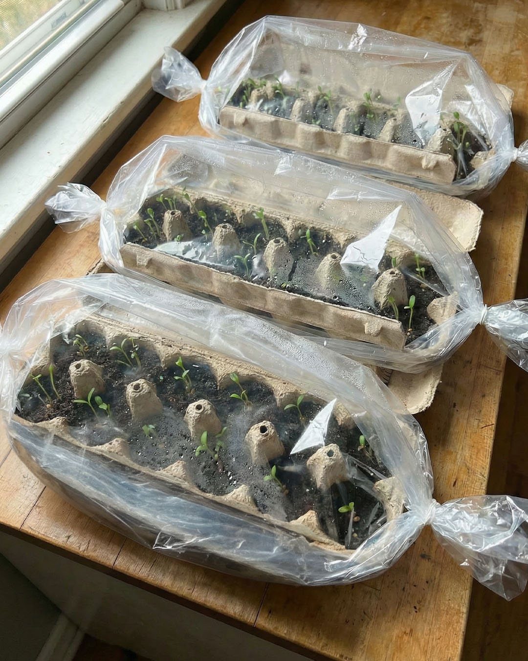 Small Backyard Garden: 11 Vegetable Ideas for Tight Spaces 2 Small green seedlings growing in egg cartons covered with plastic on a sunny wooden windowsill.