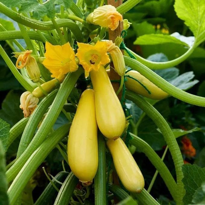 Small Backyard Garden: 11 Vegetable Ideas for Tight Spaces 5 Yellow summer squash zucchinis hanging from green vines with bright yellow flowers in a garden.