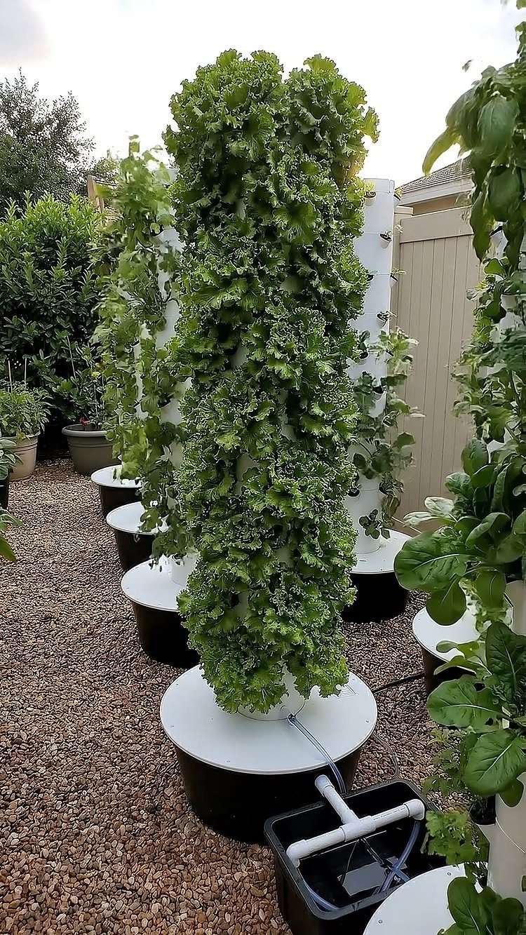 Small Backyard Garden: 11 Vegetable Ideas for Tight Spaces 11 Vertical hydroponic towers filled with lush green leafy vegetables in a gravel backyard garden.