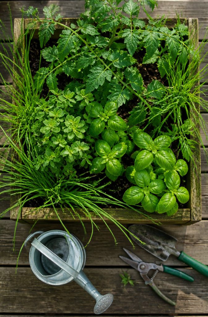 What Herbs to Plant Together: 10 Herbs for Companion Planting 10 Chives growing next to carrots and tomatoes in a garden bed.